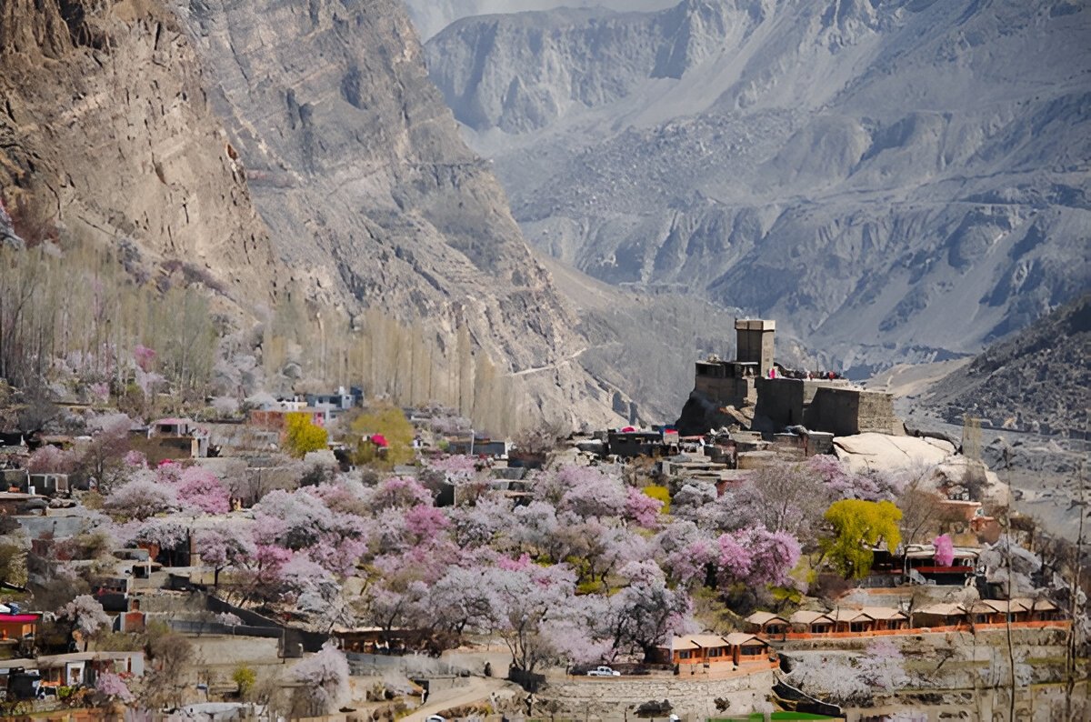 Altit Fort in Hunza valley surrounded by blossoming apricot trees